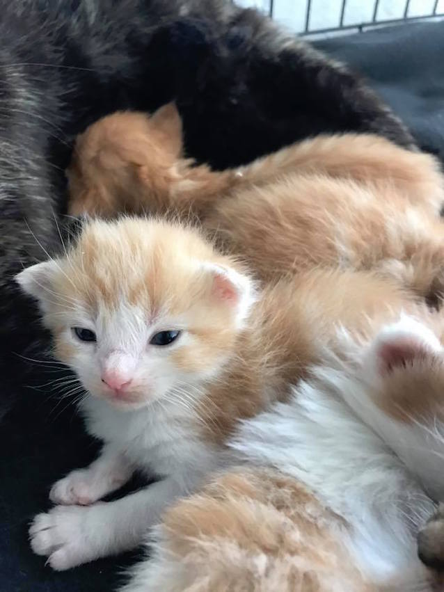 6-Kittens-Found-6.jpg