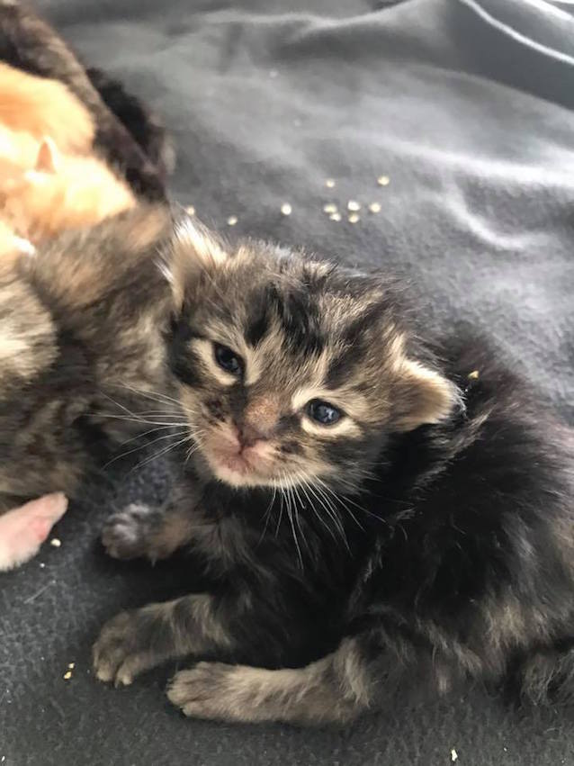 6-Kittens-Saved-4.jpg