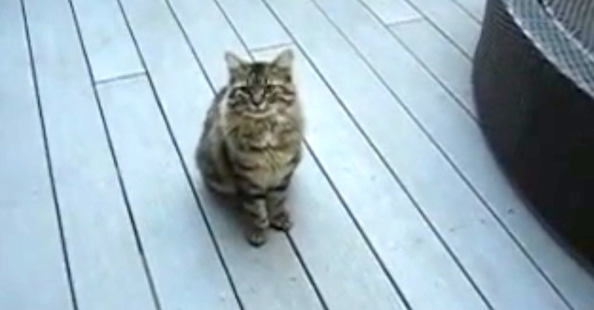 6-toed cat performs tricks