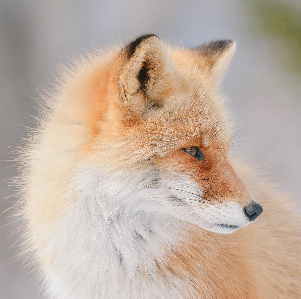 6.-Hokkaido-red-fox3.png
