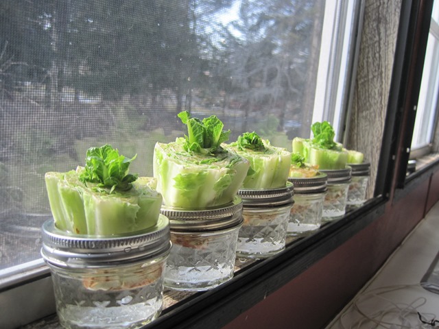 6.-Regrow-Lettuce.jpg