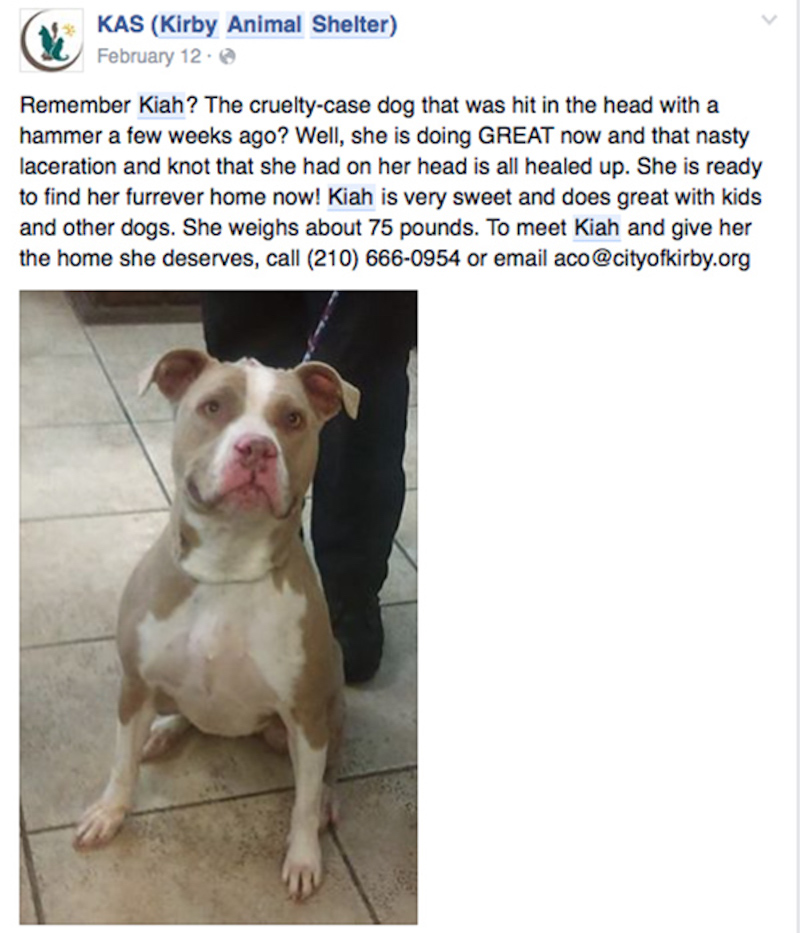 600_Kiah_pit_bull_shelter_PM.jpg