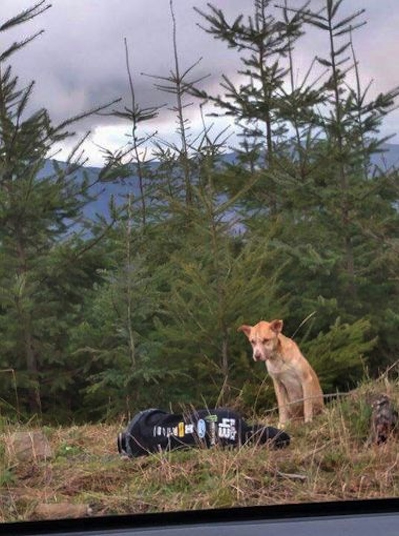 635640206314073301-baby-bear-dog4.jpg