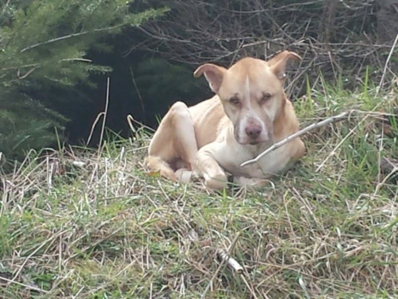 635640490566831852-babybeardog11.jpg 635640490566831852-babybeardog11.jpg