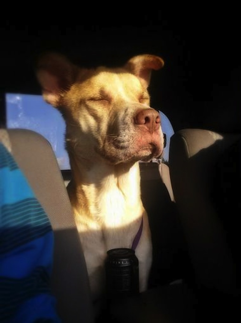 635640498183580677-babybeardog12.jpg