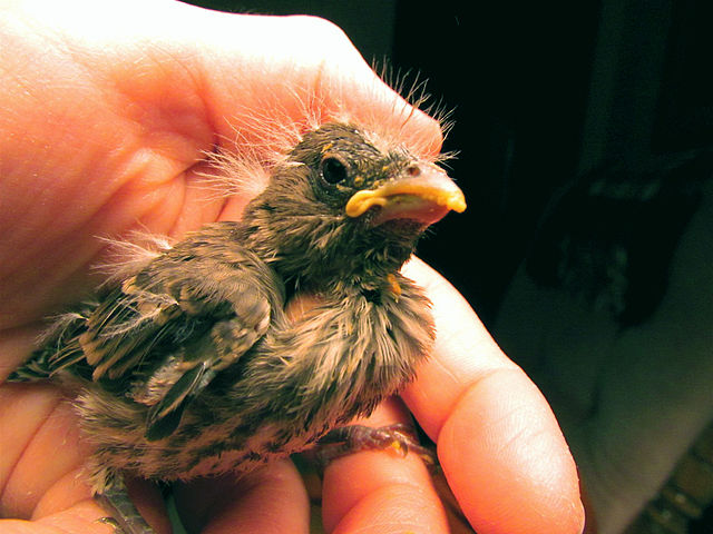 640px-1st_Baby_Bird_Finch_Rehabber_Of_The_Season.jpg