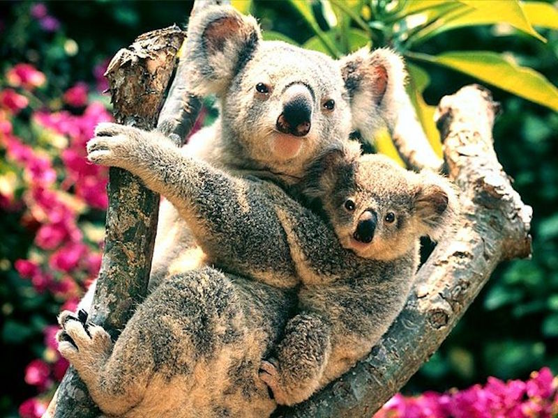 640px-Baby_koala.jpg