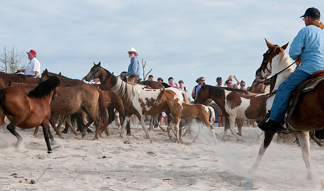 640px-Chincoteague_ponies_by_Bonnie_Gruenberg5.jpg