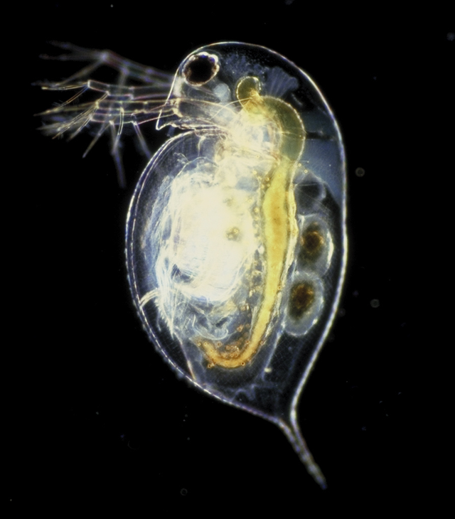 640px-Daphnia_pulex.png