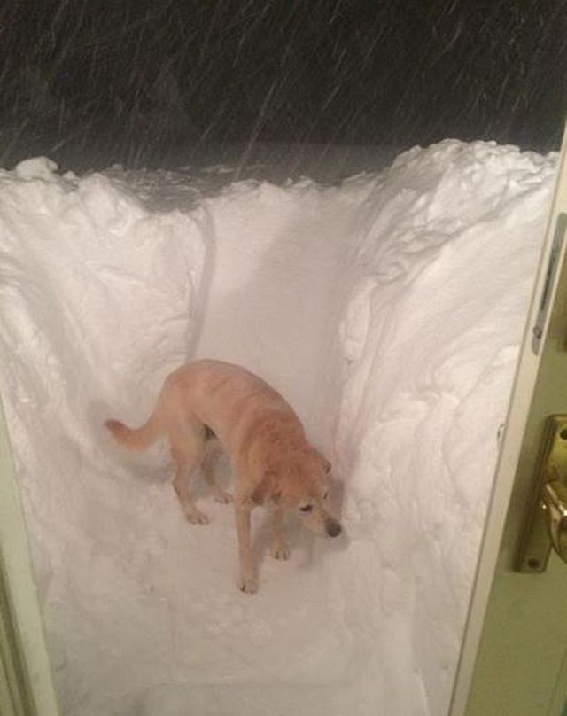 640x808_11181305_snowdog.jpg