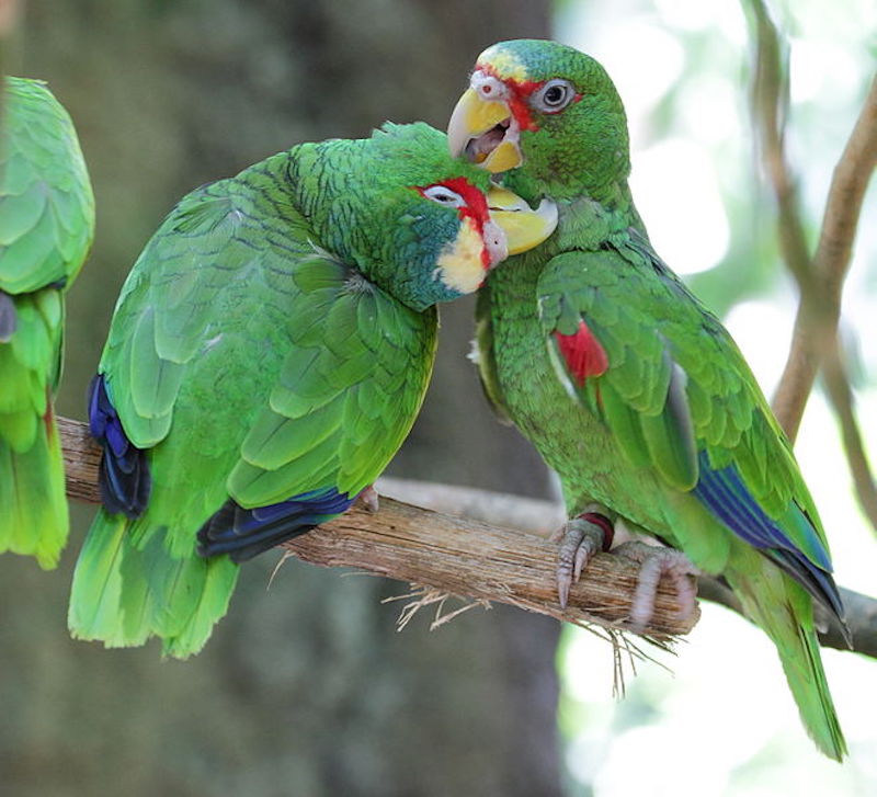 660px-Amazona_albifrons_-_Tiergarten_Scho_nbrunn_4.jpg