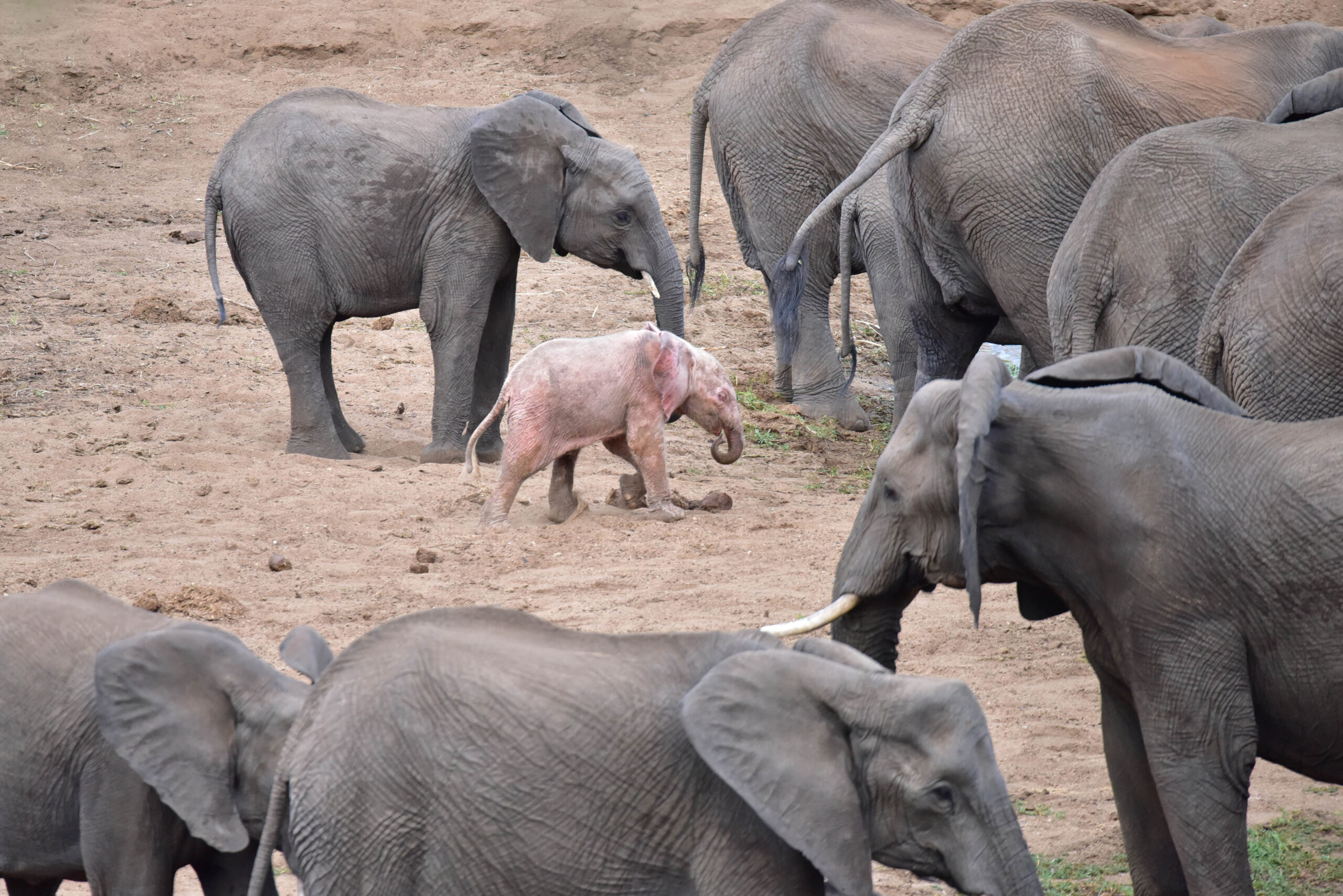 Pink Elephant