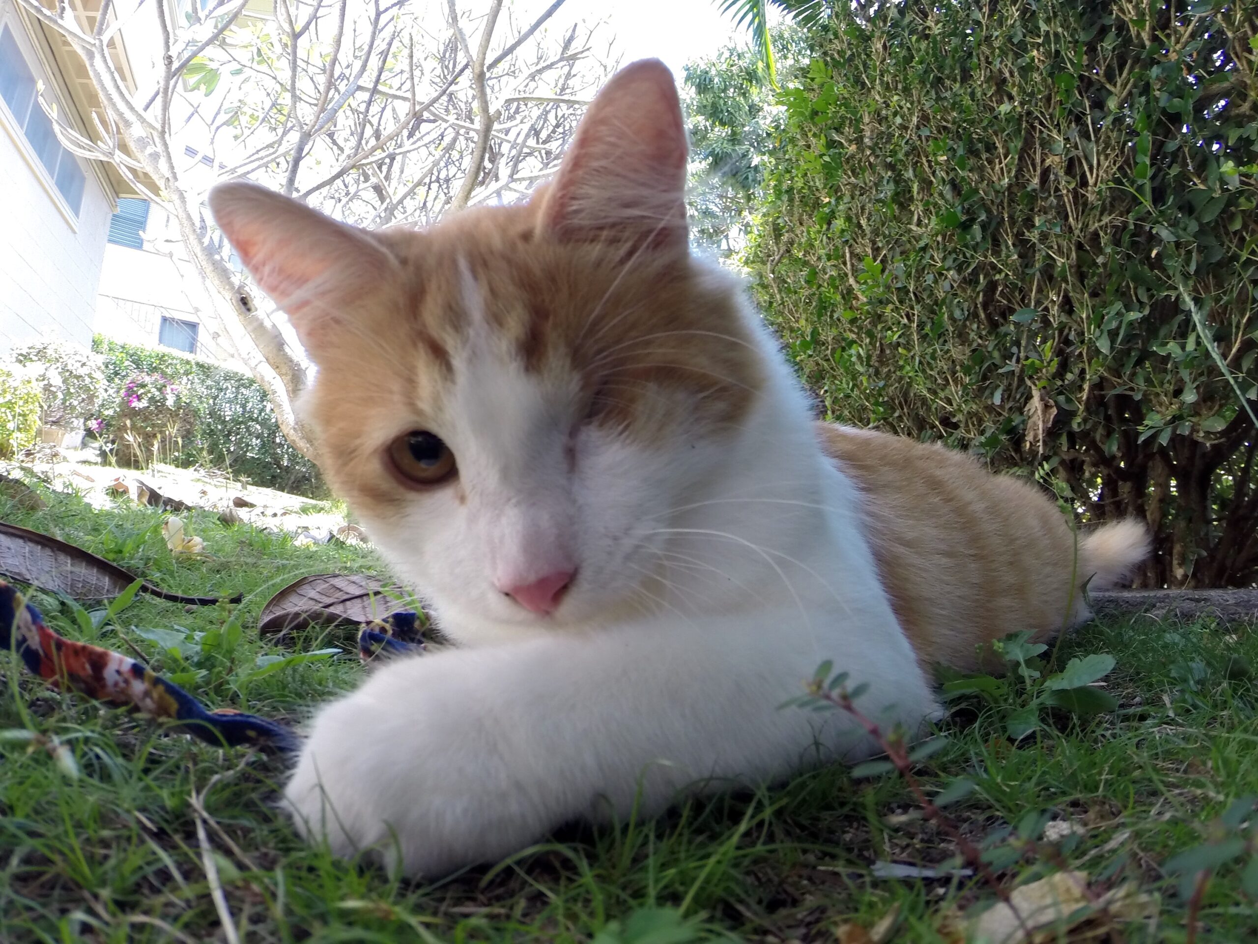 Surfing cat