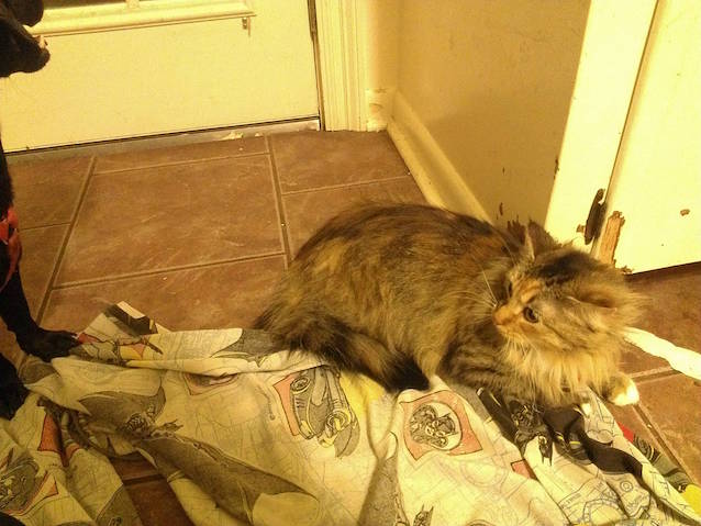 7-Kittens-Dog-1.jpg
