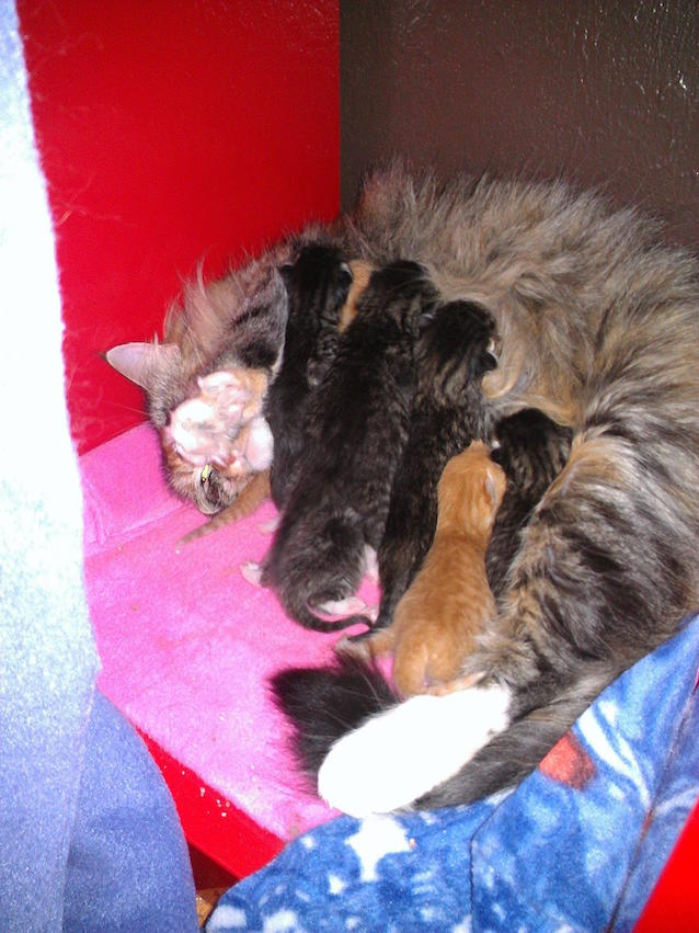 7-Kittens-Dog-2.jpg