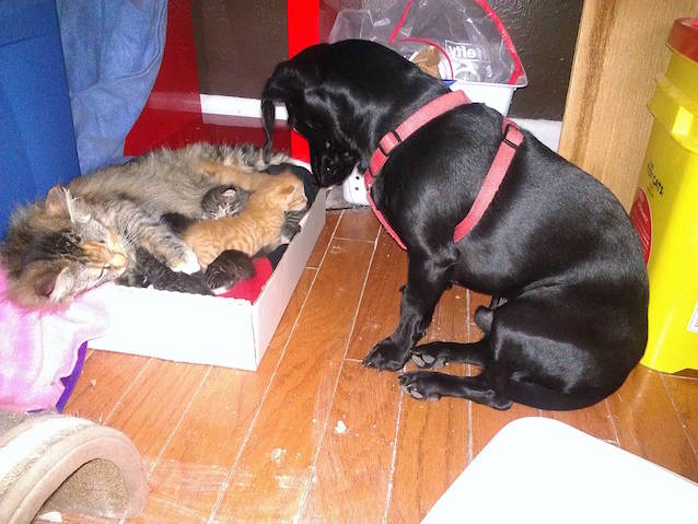 7-Kittens-Dog-3.jpg