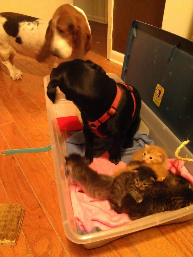7-Kittens-Dog-4.jpg