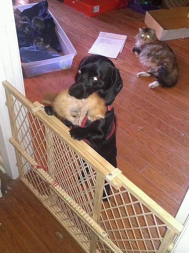 7-Kittens-Dog-5.jpg