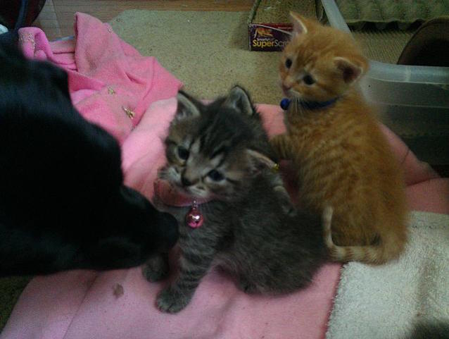7-Kittens-Dog-6.jpg