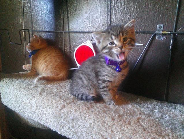 7-Kittens-Dog-7.jpg