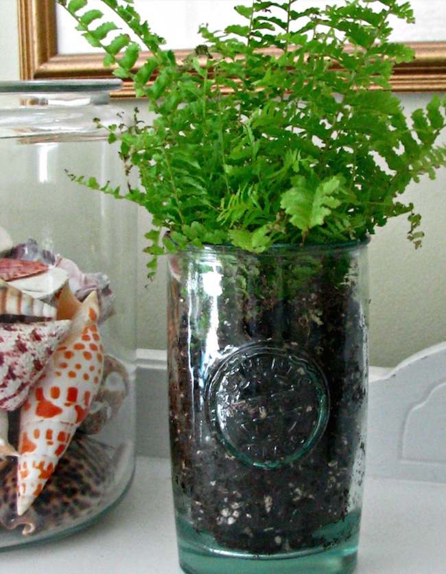 7.-Fern.jpg