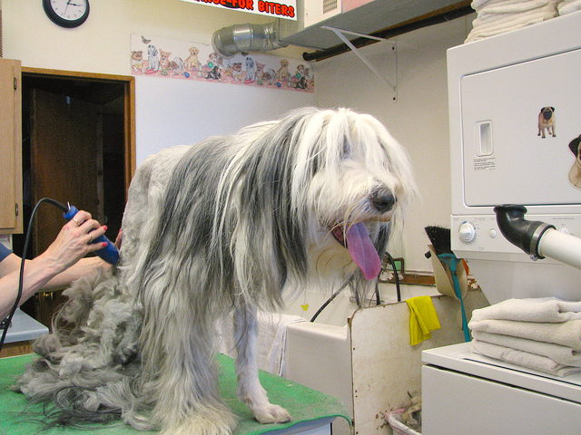 7.-Grooming.jpg