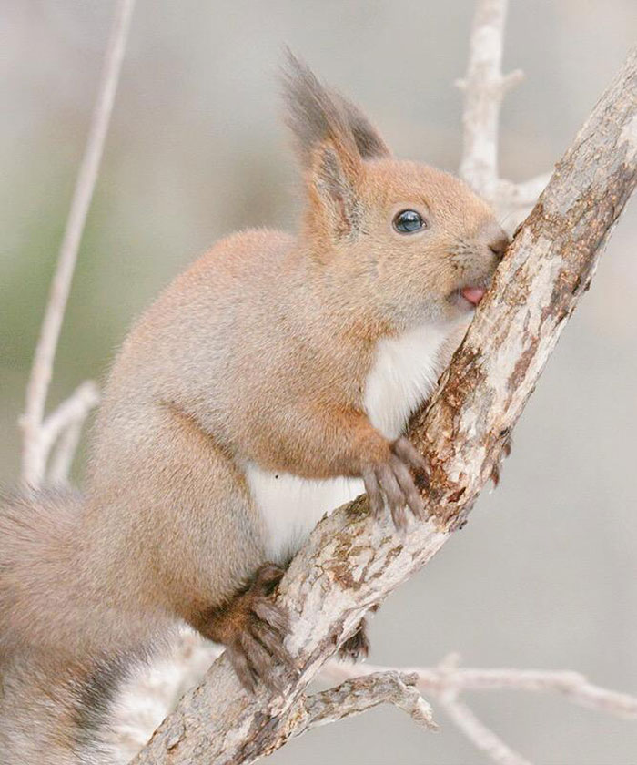 7.-Hokkaido-red-squirrel.jpg