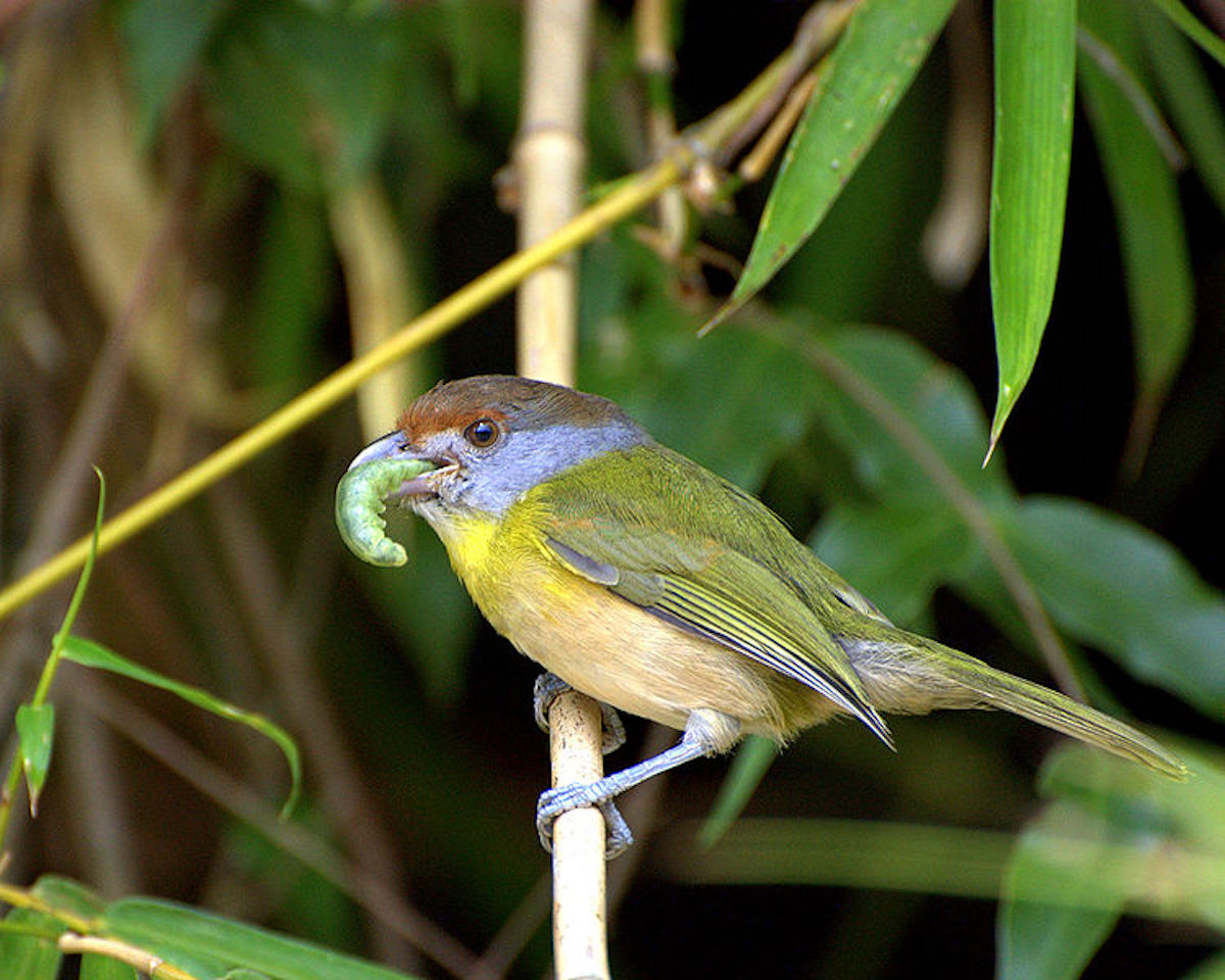 750px-Cyclarhis_gujanensis_-eating_green_caterpillar.jpg