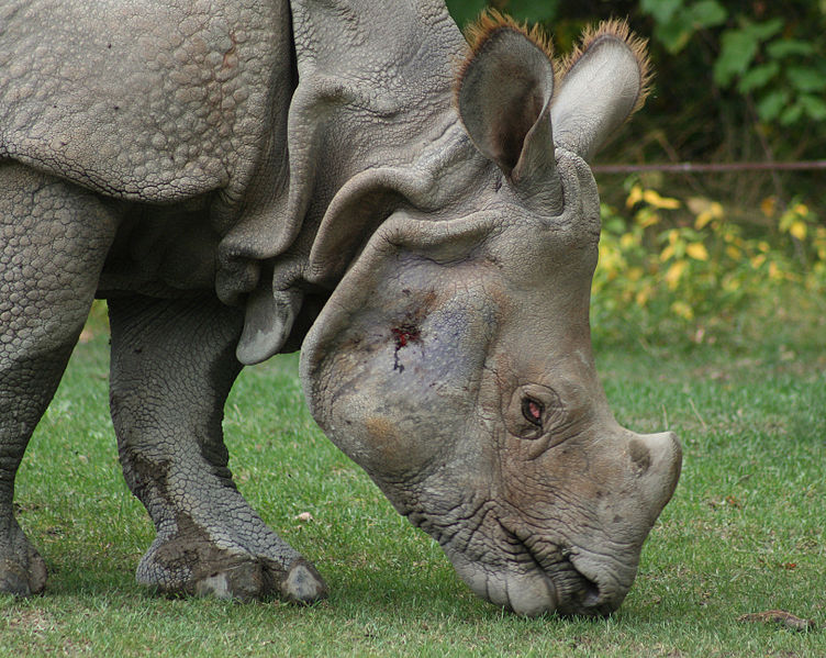 752px-Indian_Rhino2_Rhinoceros_unicornis2_-_Relic38-2.jpg