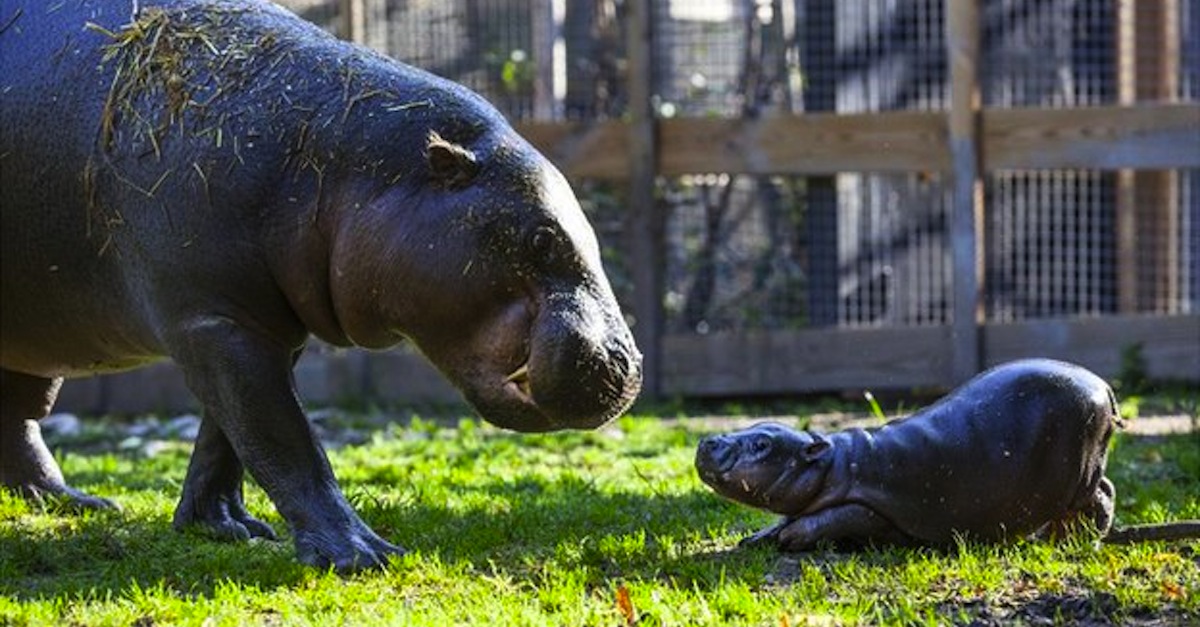 _77373889_hippoolivia2_parkenzoo