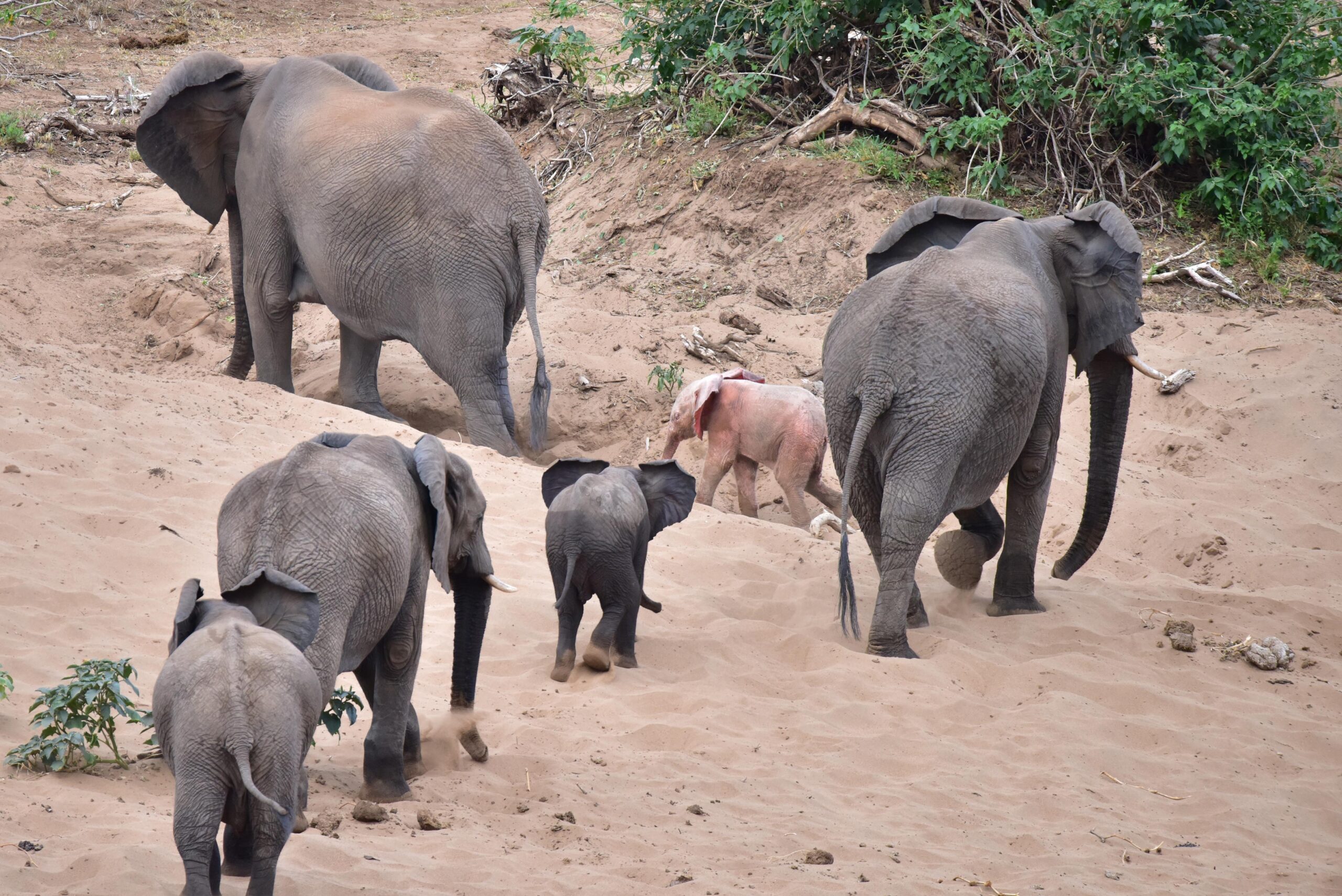 Pink Elephant