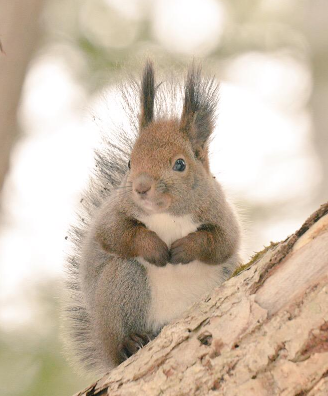 8.-Hokkaido-red-squirrel2.png