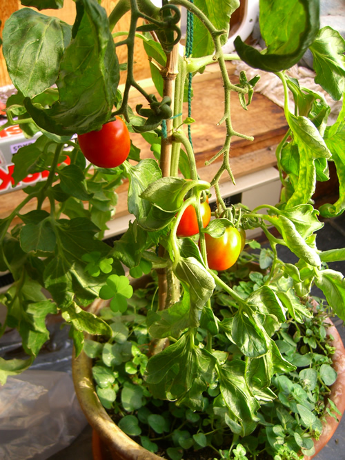 8.-Tomatoes.jpg