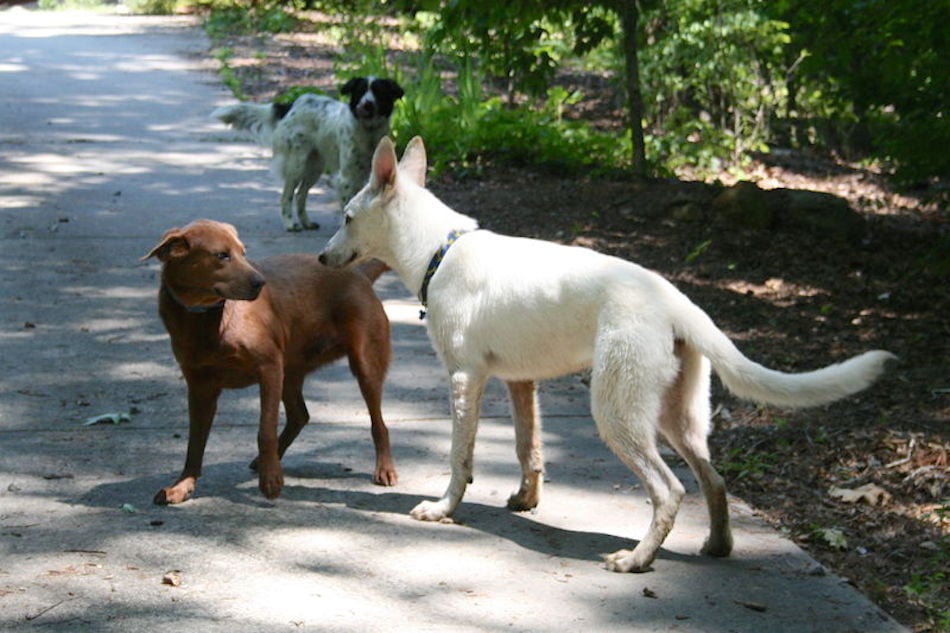 800px-2008-06-18_Dogs_meeting.jpg