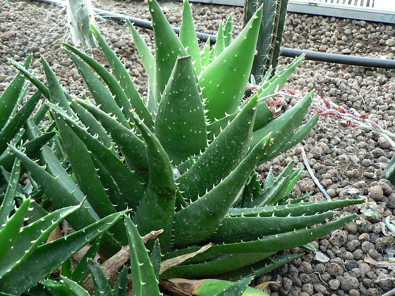 800px-Aloe_Mitriformis-Side.jpg