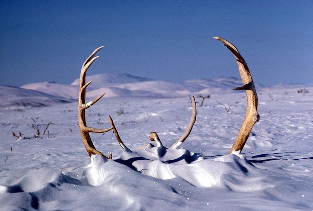 800px-Caribou_Antlers_in_the_Snow.jpg