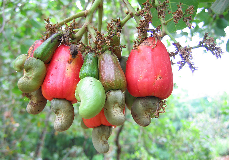 800px-Cashewnuts_hanging_on_a_Cashew_Tree.jpg