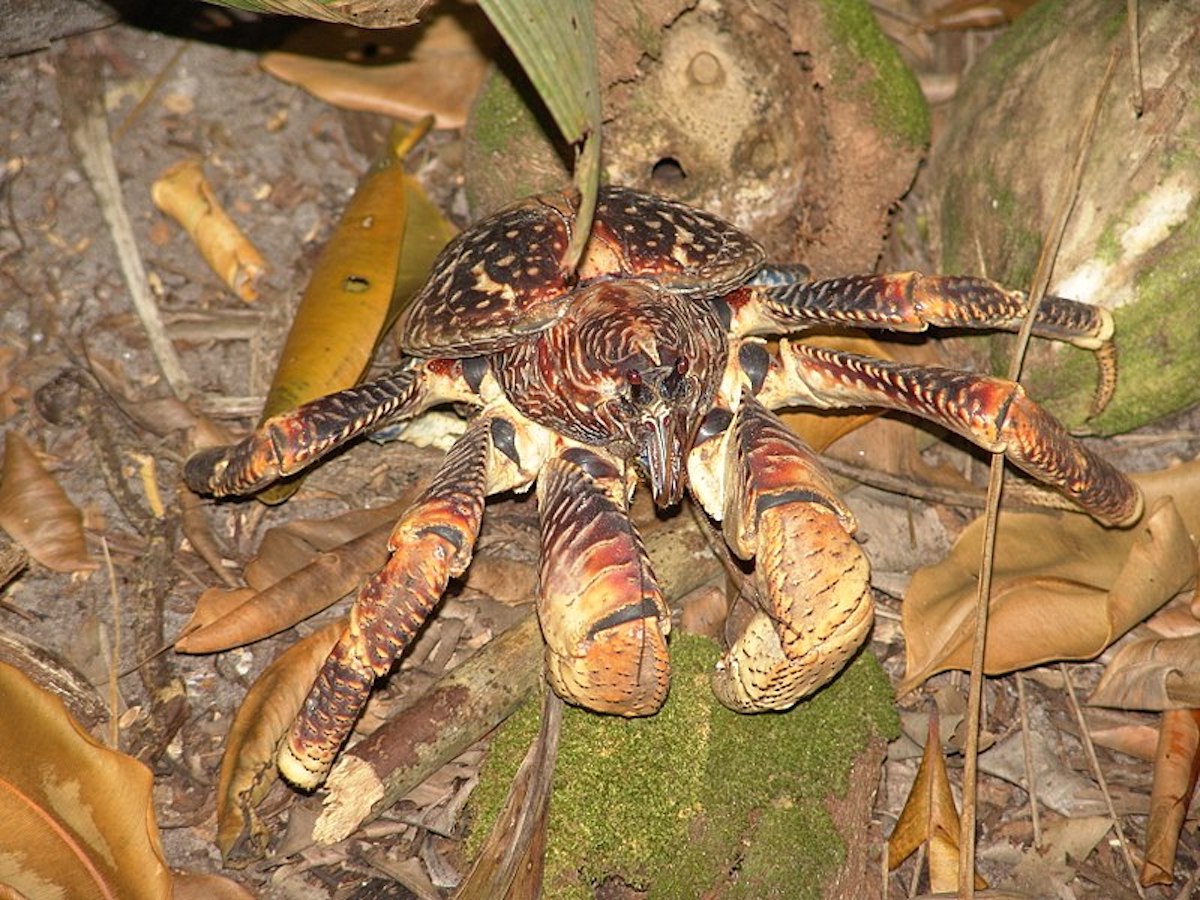 800px-Coconut_Crab_Birgus_latro.jpg