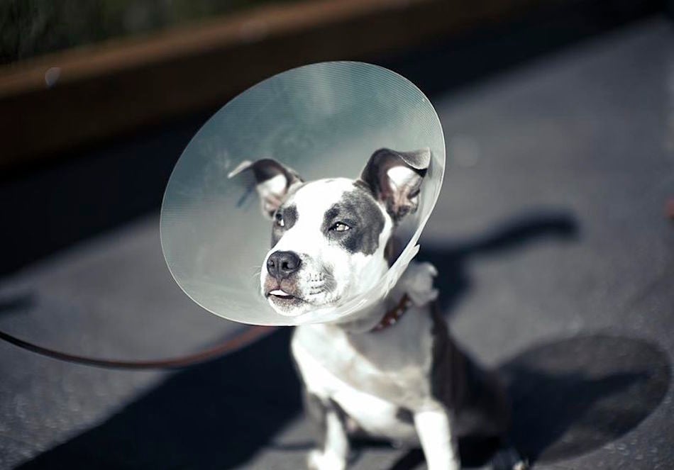 800px-Cone_of_shame_6199000223.jpg