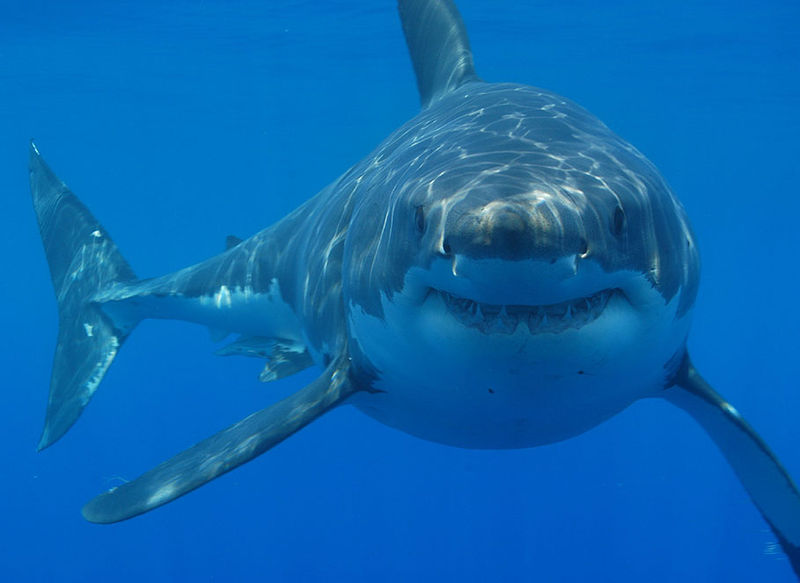 800px-Great_white_shark_south_africa.jpg