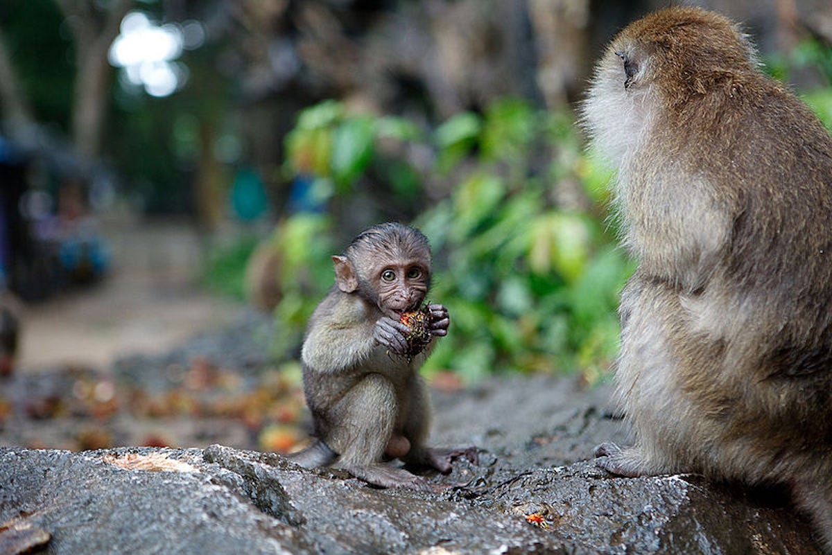 800px-Macaque_-_Monkey_Cave_Temple_-_Thailand_3930134954.jpg 800px-Macaque_-_Monkey_Cave_Temple_-_Thailand_3930134954.jpg