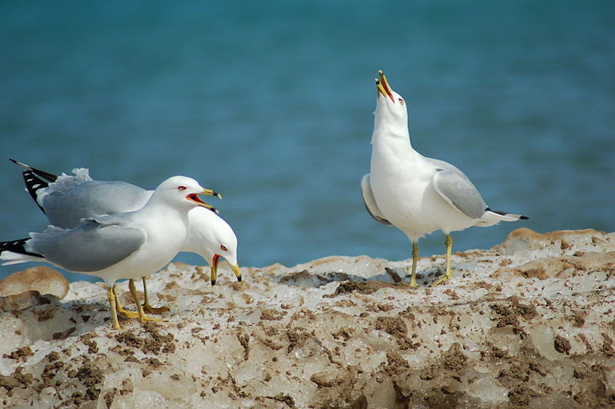 800px-Seagulls_Talking.jpg