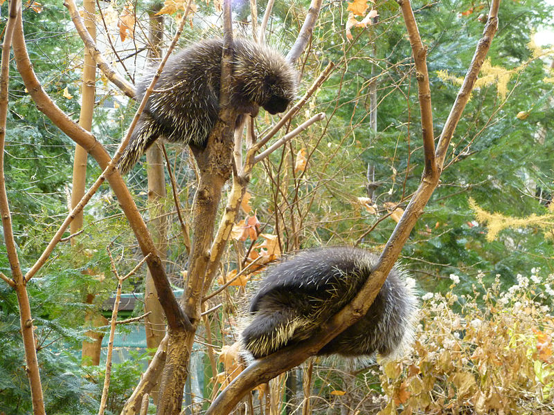 800px-Tree_Climbing_Porcupines-1.jpg