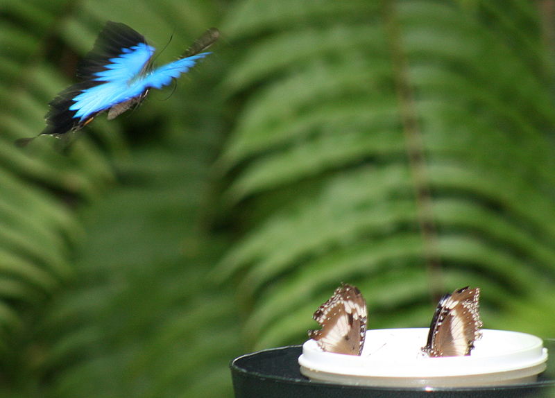 800px-Ulysses_Flying_over_Feeder_Kuranda_Butterfly_Santuary.jpg