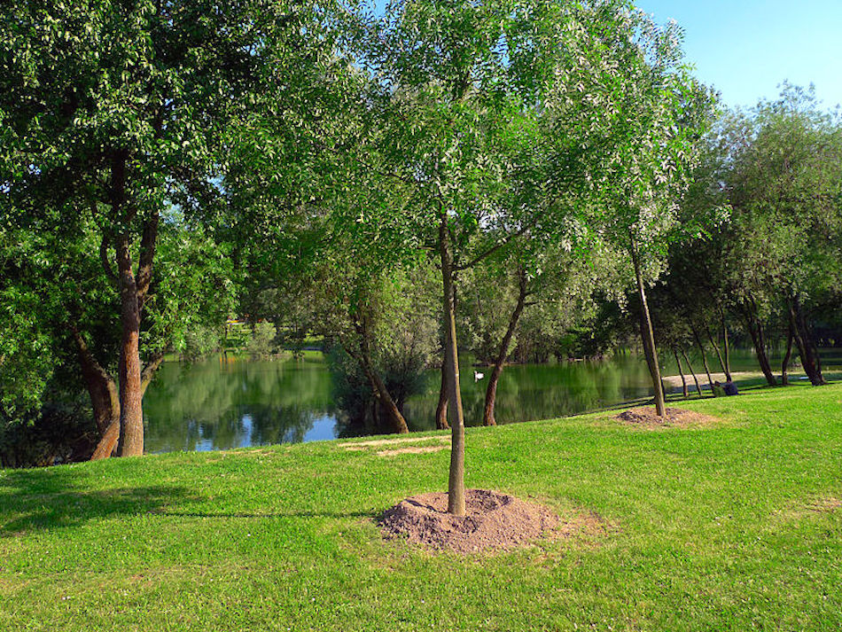 800px-Young_trees_Bundek.jpg