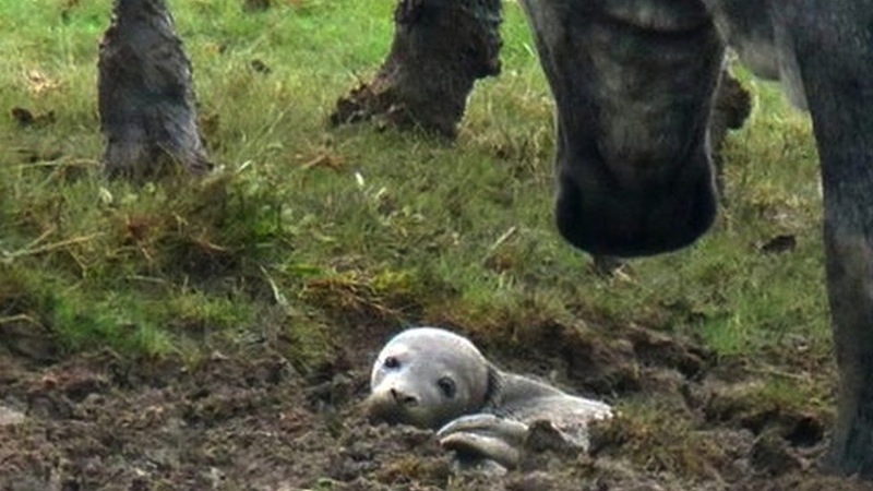 84407340_lost_seal_03.jpg