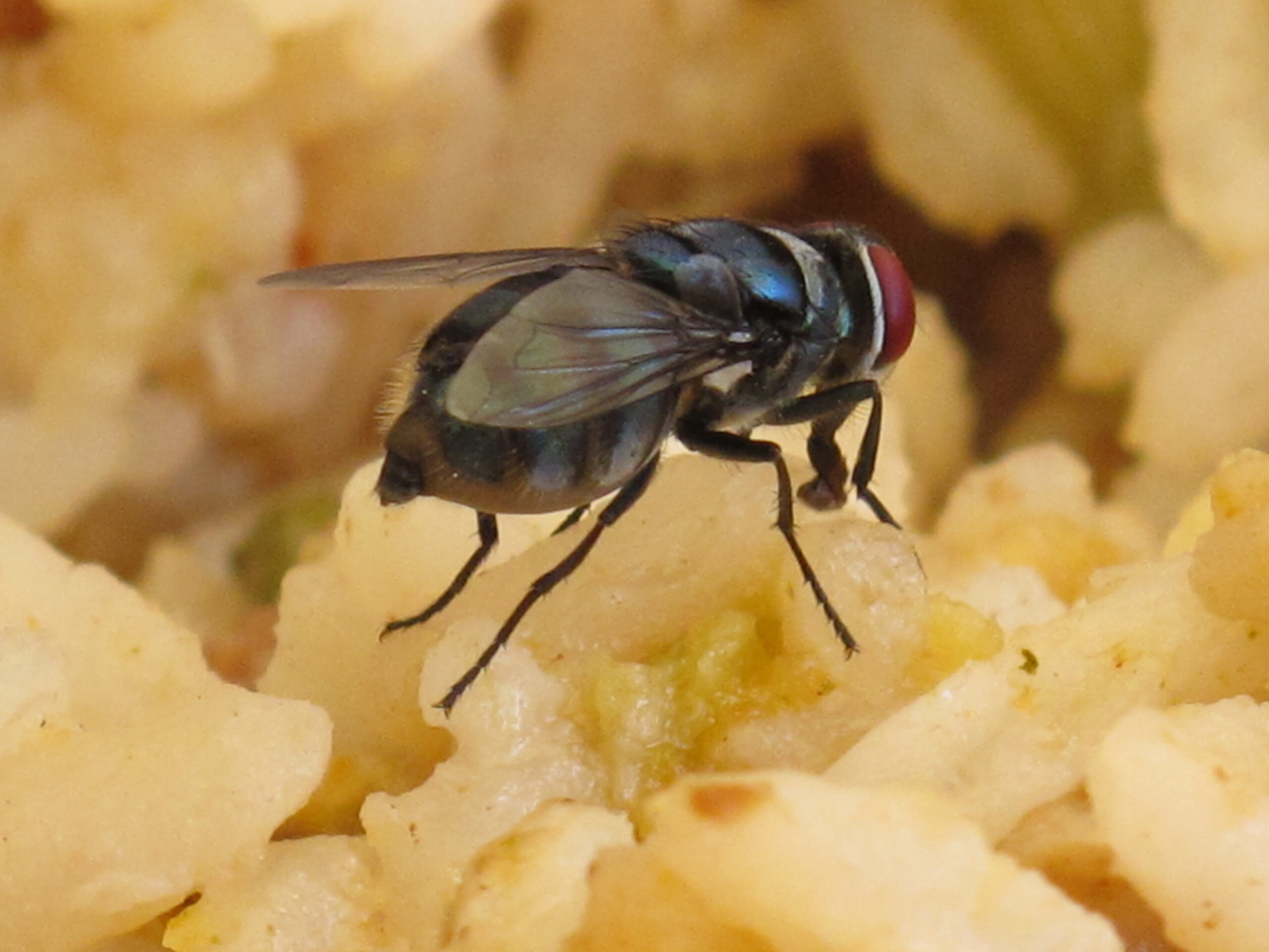 Fly on food