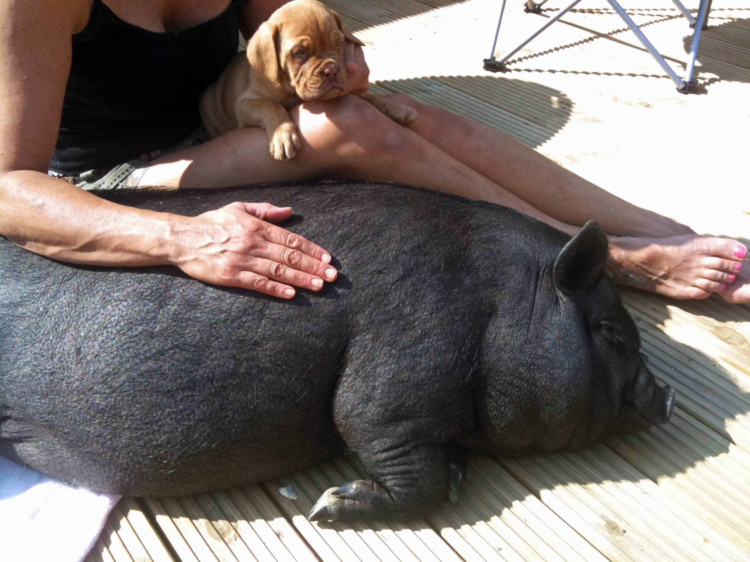 WOMAN LIVES WITH PIGS