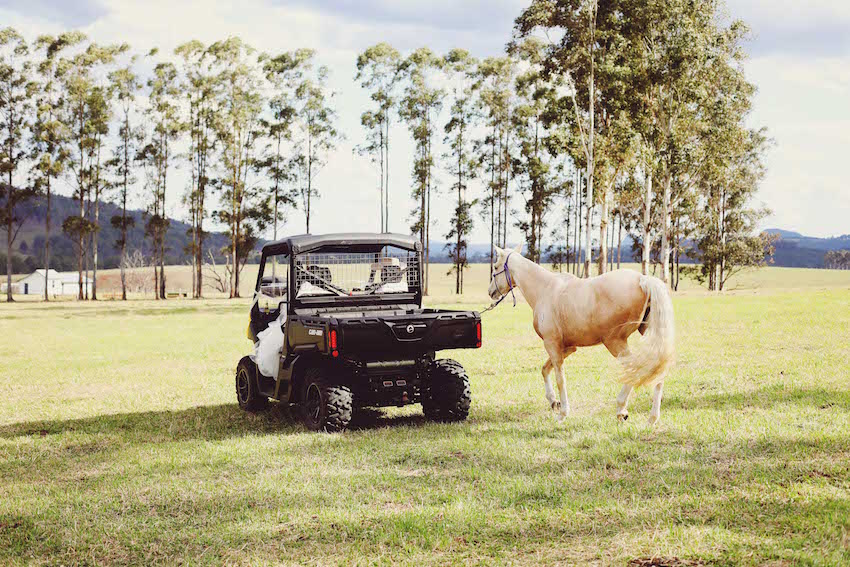 NEWLY WEDS CHASED BY BULL