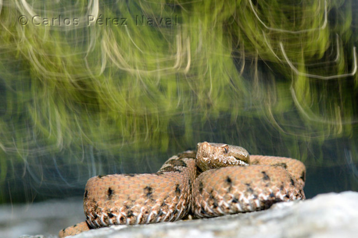 9-Years-Old-Spanish-Boy-Wins-Wildlife-Photographer-Of-The-Year-Contest6__700.jpg